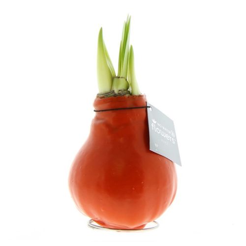 Amaryllis bulb in gift box - Image 19